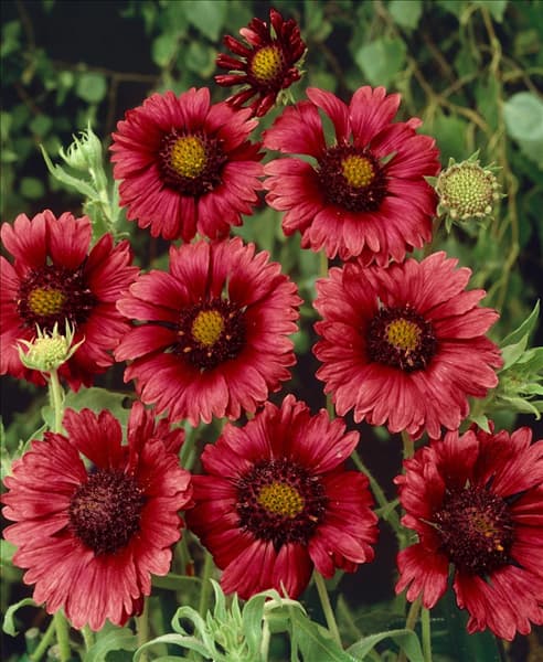 Gaillardia aristata 'Sunburst Red'®