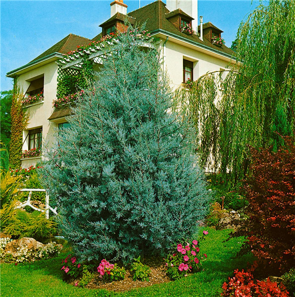 Cupressus arizonica 'Glauca'