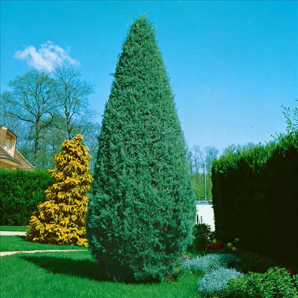 CUPRESSUS ARIZONICA GLAUCA