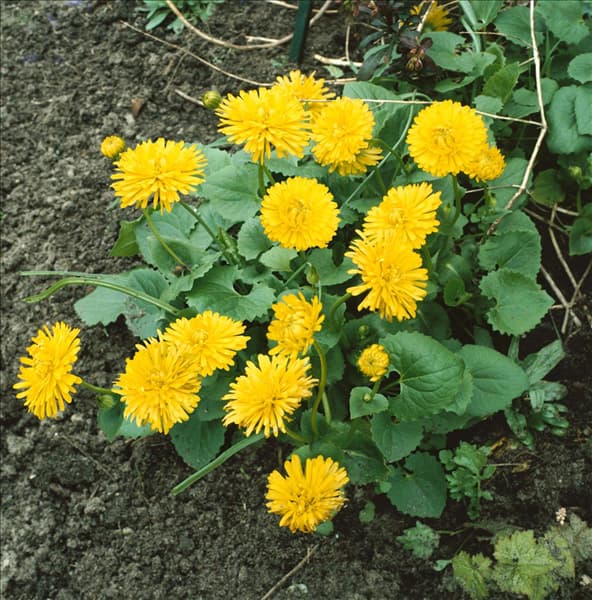 DORONICUM ORIENTALE SPRING BEAUTY