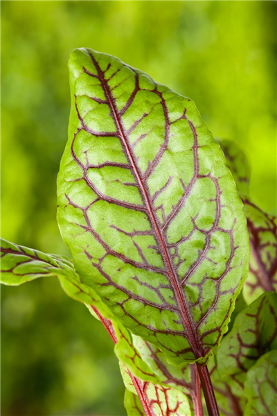 Rumex acetosa