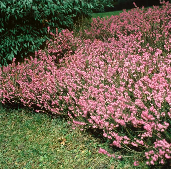 ERICA CARNEA HEATHWOOD