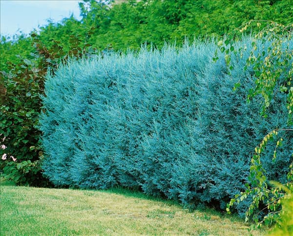 Cupressus arizonica Glauca