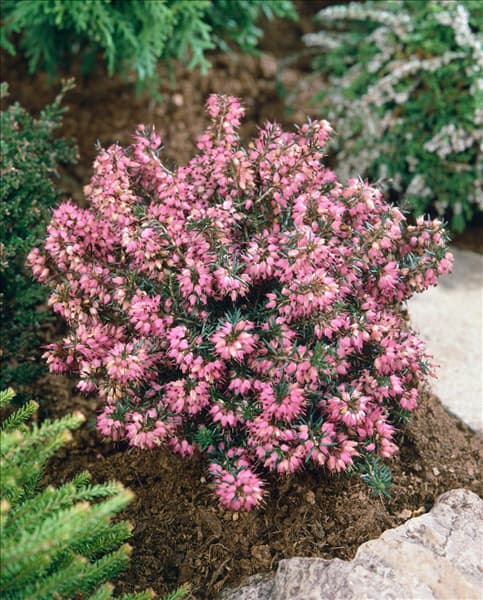 ERICA CARNEA LOHSELS RUBIN
