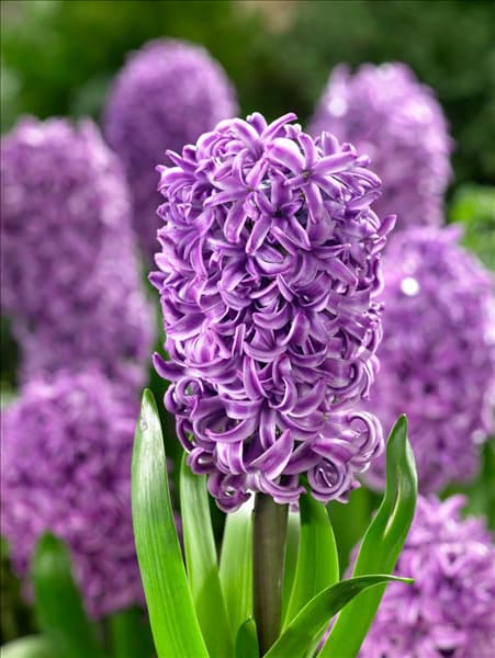 Hyacinthus Purple Sensation