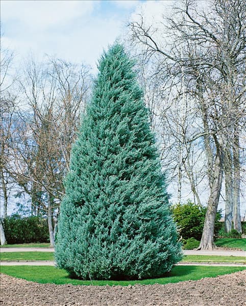 CUPRESSUS ARIZONICA GLAUCA