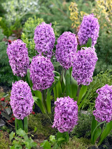 Hyacinthus Purple Sensation