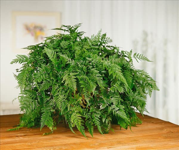 Davallia trichomanoides