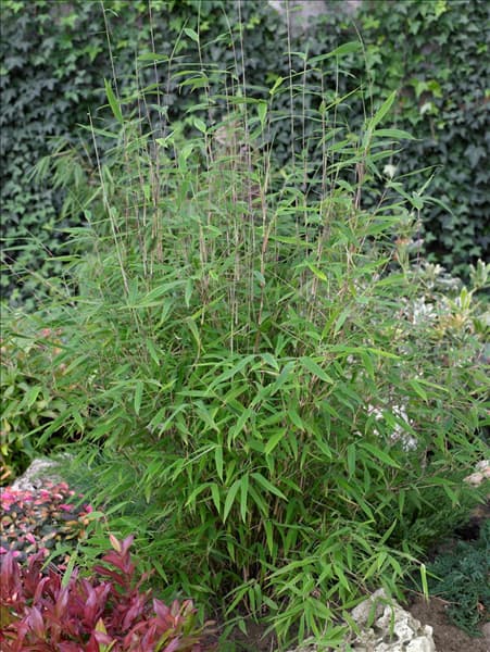 Fargesia nitida 'Great Wall'