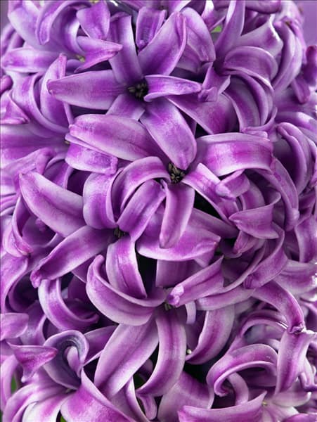 Hyacinthus Purple Sensation
