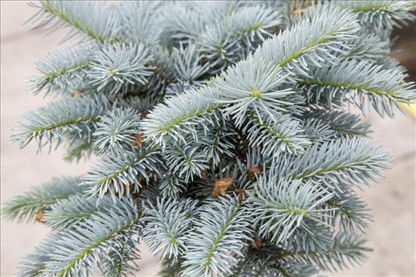 Picea pungens 'Glauca Globosa'