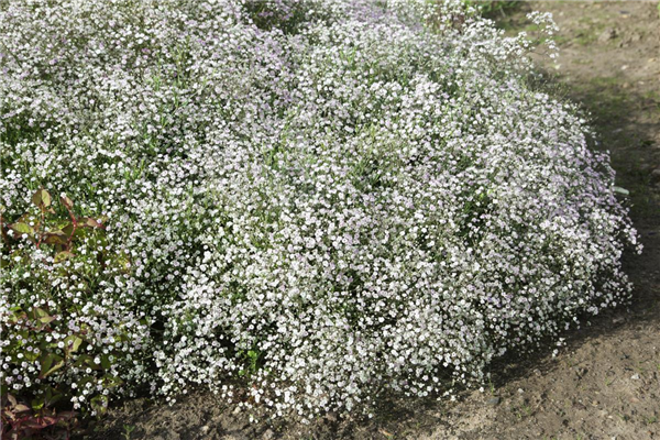 Gypsophila paniculata