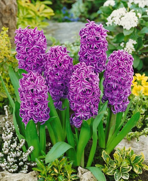 Hyacinthus Purple Sensation