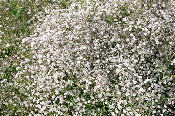 Gypsophila paniculata