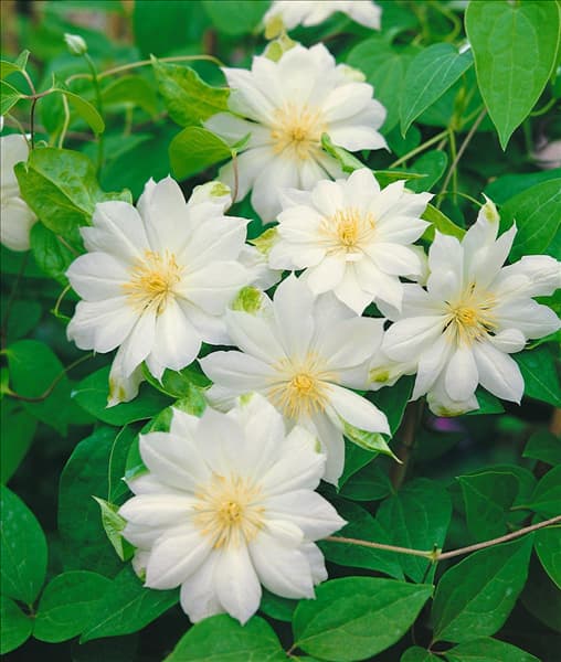 CLEMATIS DUCHESS OF EDINBURGH