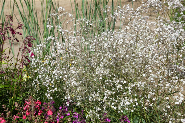 Gypsophila paniculata White Festival