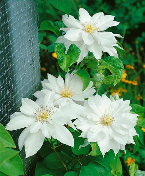Clematis Duchess of Edinburgh