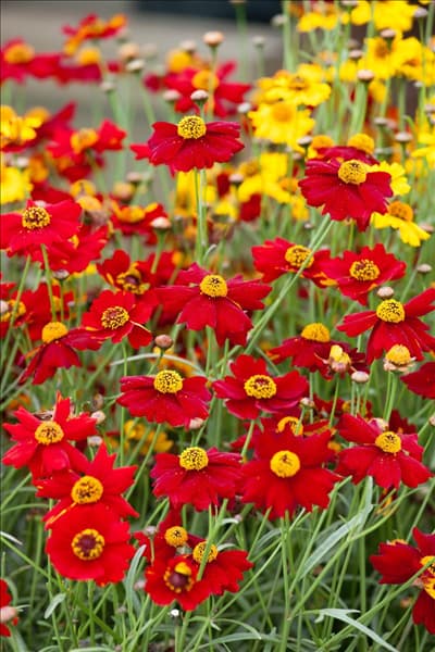 Coreopsis Prairie Amber