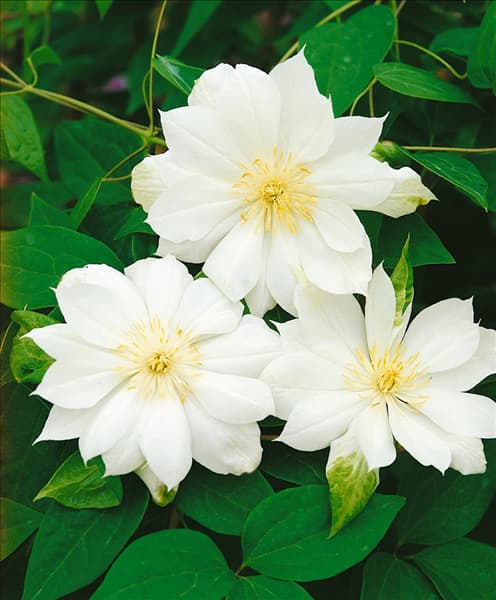 CLEMATIS DUCHESS OF EDINBURGH