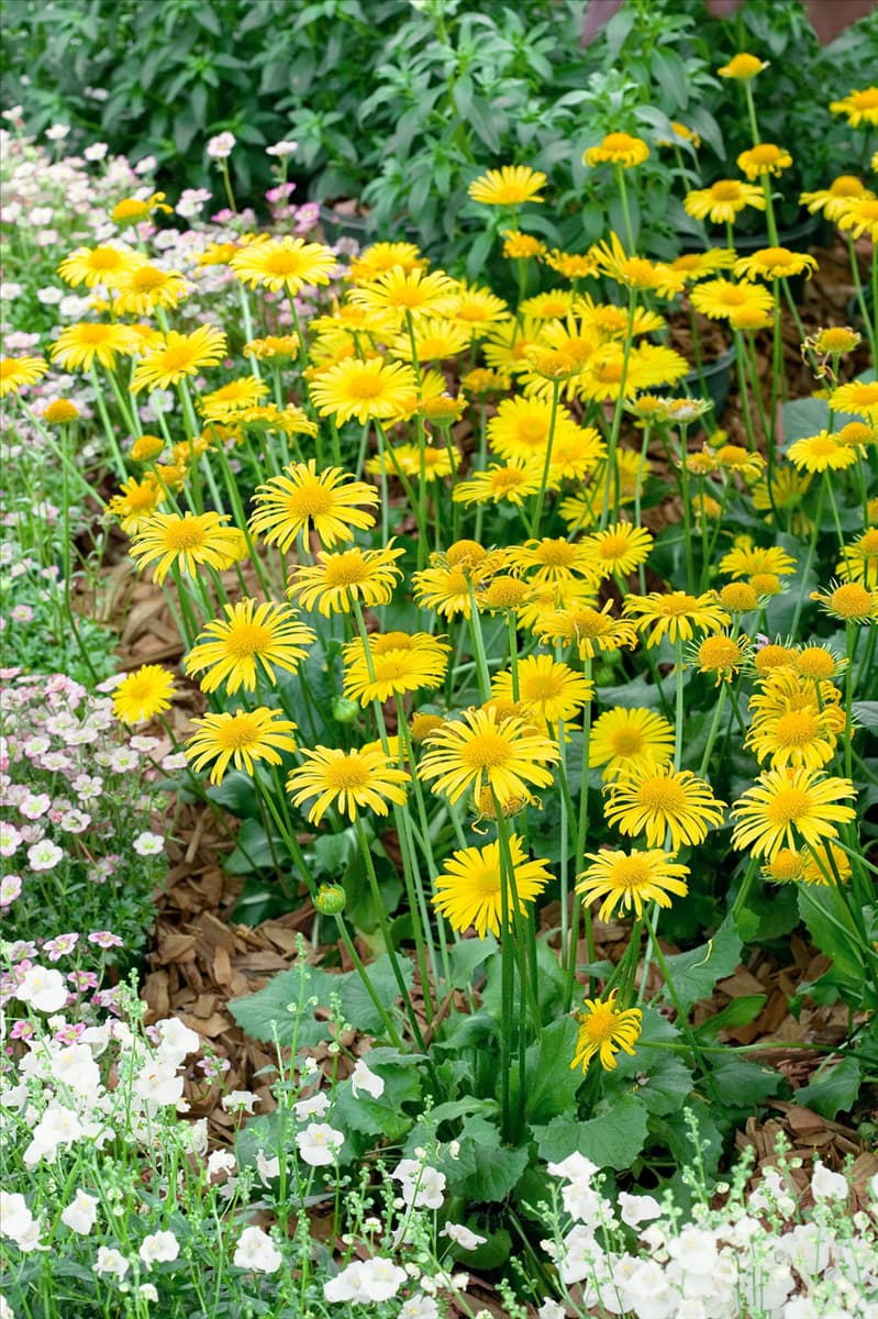 Doronicum orientale Leonardo Compact