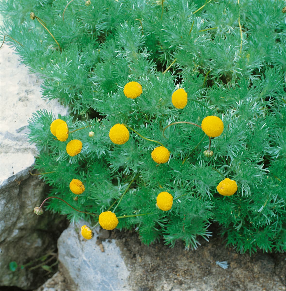 COTULA HISPIDA