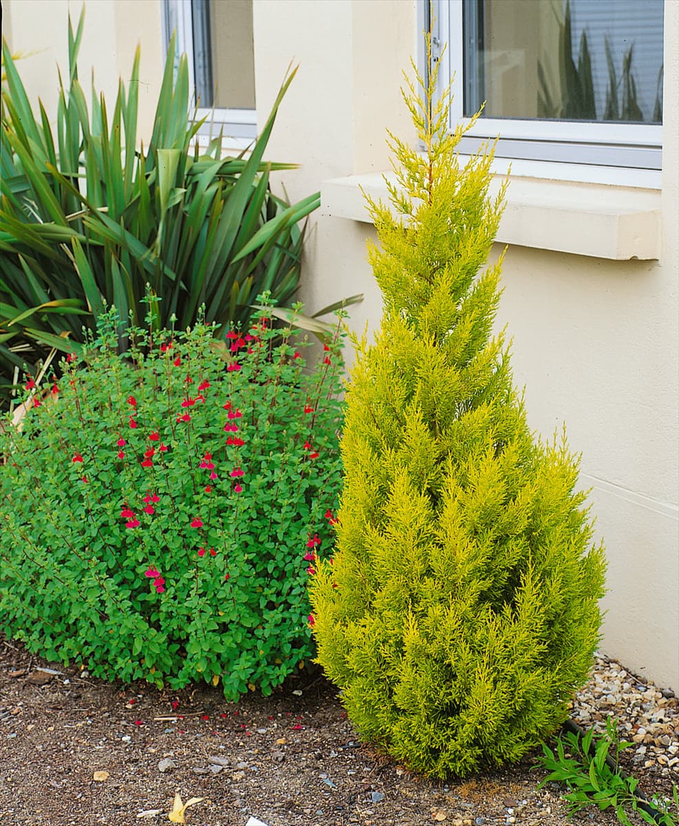 Cupressus macrocarpa Goldcrest
