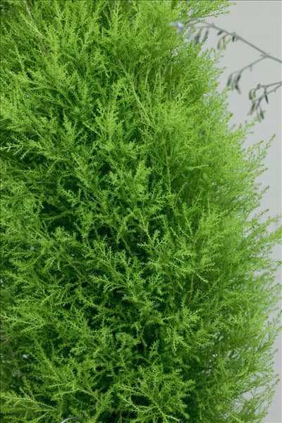 Cupressus macrocarpa Goldcrest