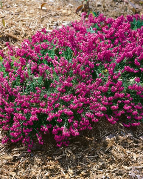 Erica carnea Myretoun Ruby
