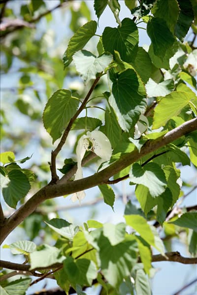 Davidia involucrata