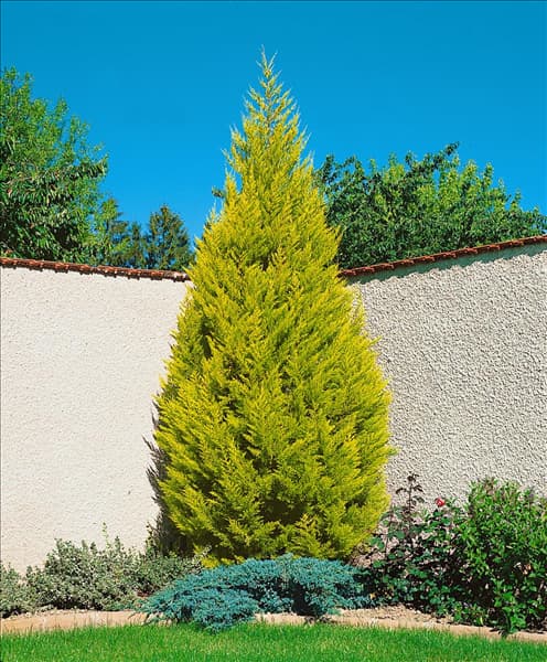 Cupressus macrocarpa Goldcrest