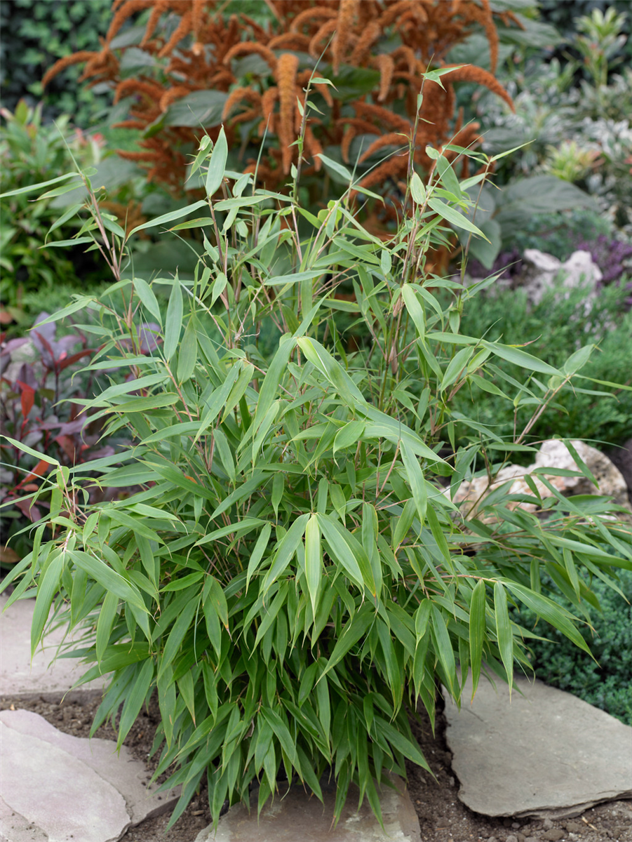 Fargesia robusta Pingwu