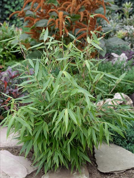 Fargesia robusta Pingwu