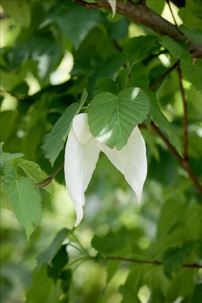 Davidia involucrata