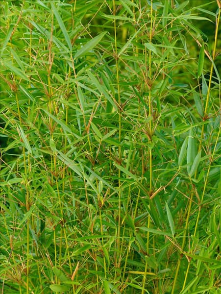 Fargesia robusta Pingwu