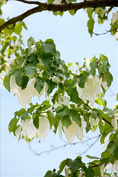 Davidia involucrata