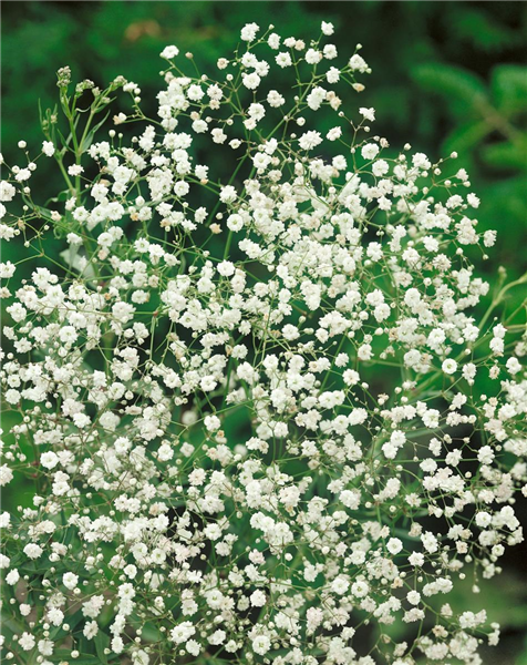 Gypsophila paniculata 'Perlenpracht'