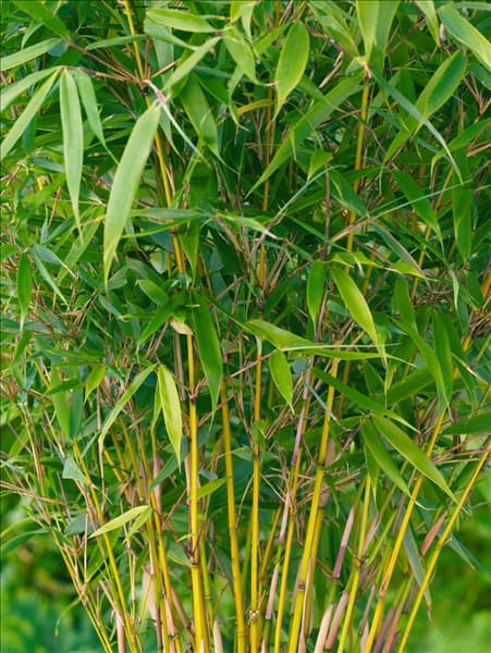 Fargesia robusta Pingwu