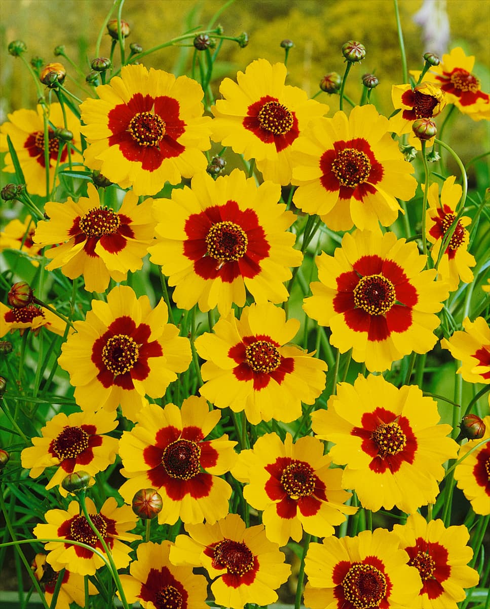 Coreopsis tinctoria