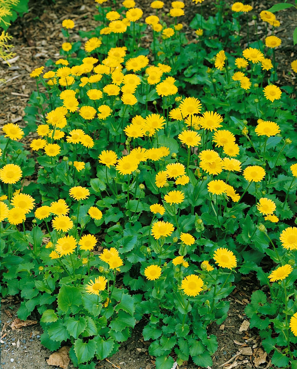 Doronicum orientale Little Leo