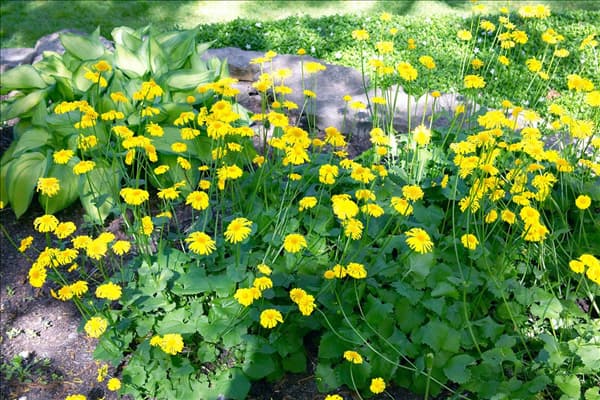 Doronicum orientale Little Leo