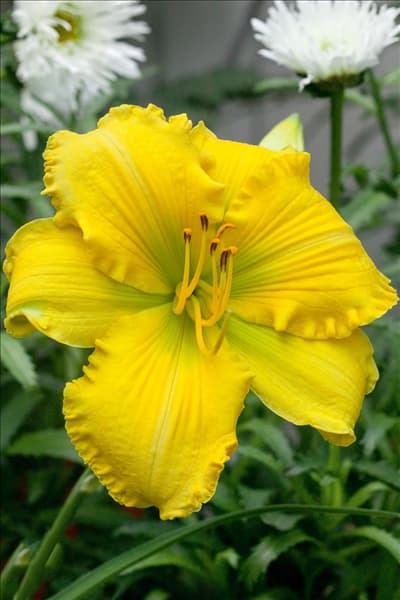 Hemerocallis