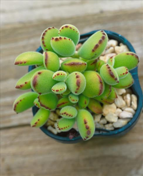 Cotyledon tomentosum Lady Smithiana
