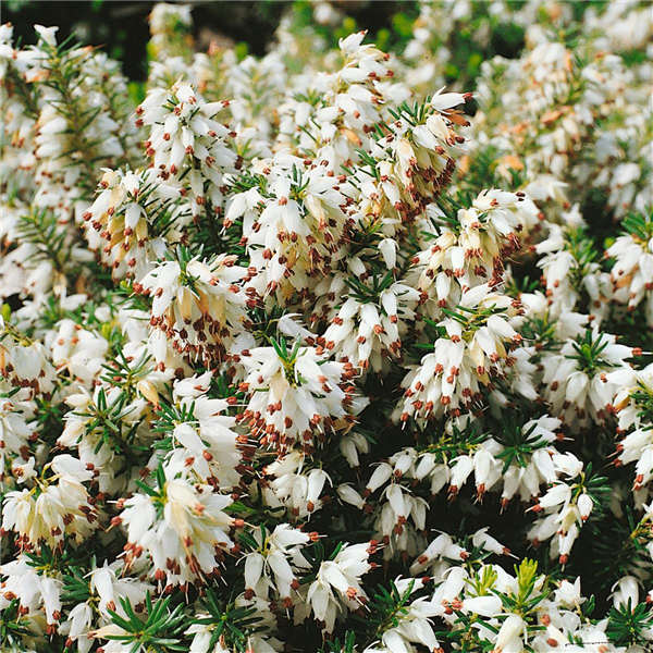 ERICA CARNEA SNOW QUEEN