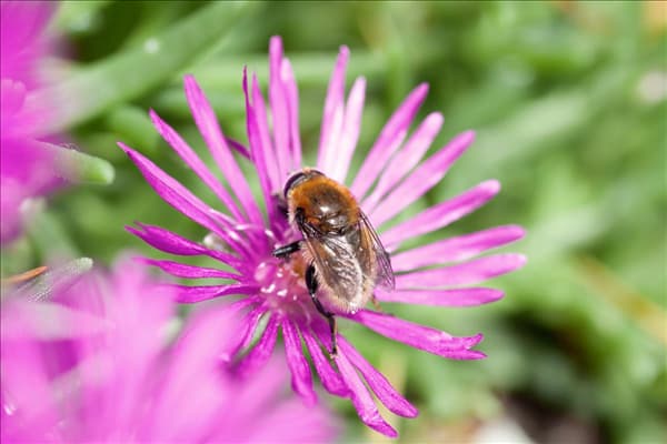 Biene auf Delosperma cooperi Blüte