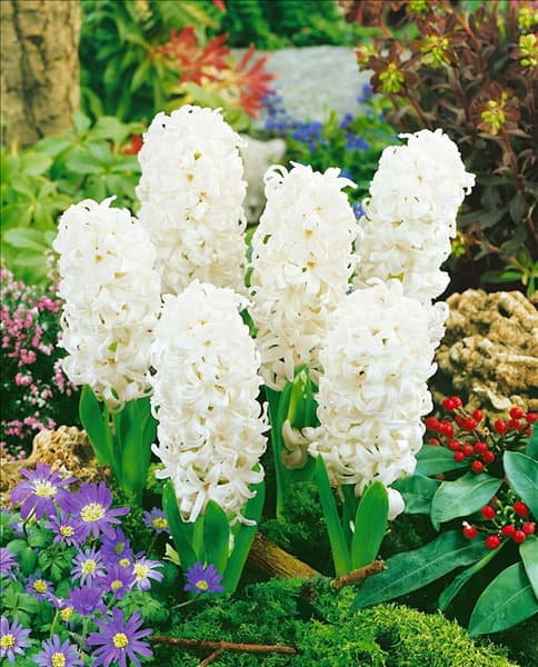 Hyacinthus White Pearl