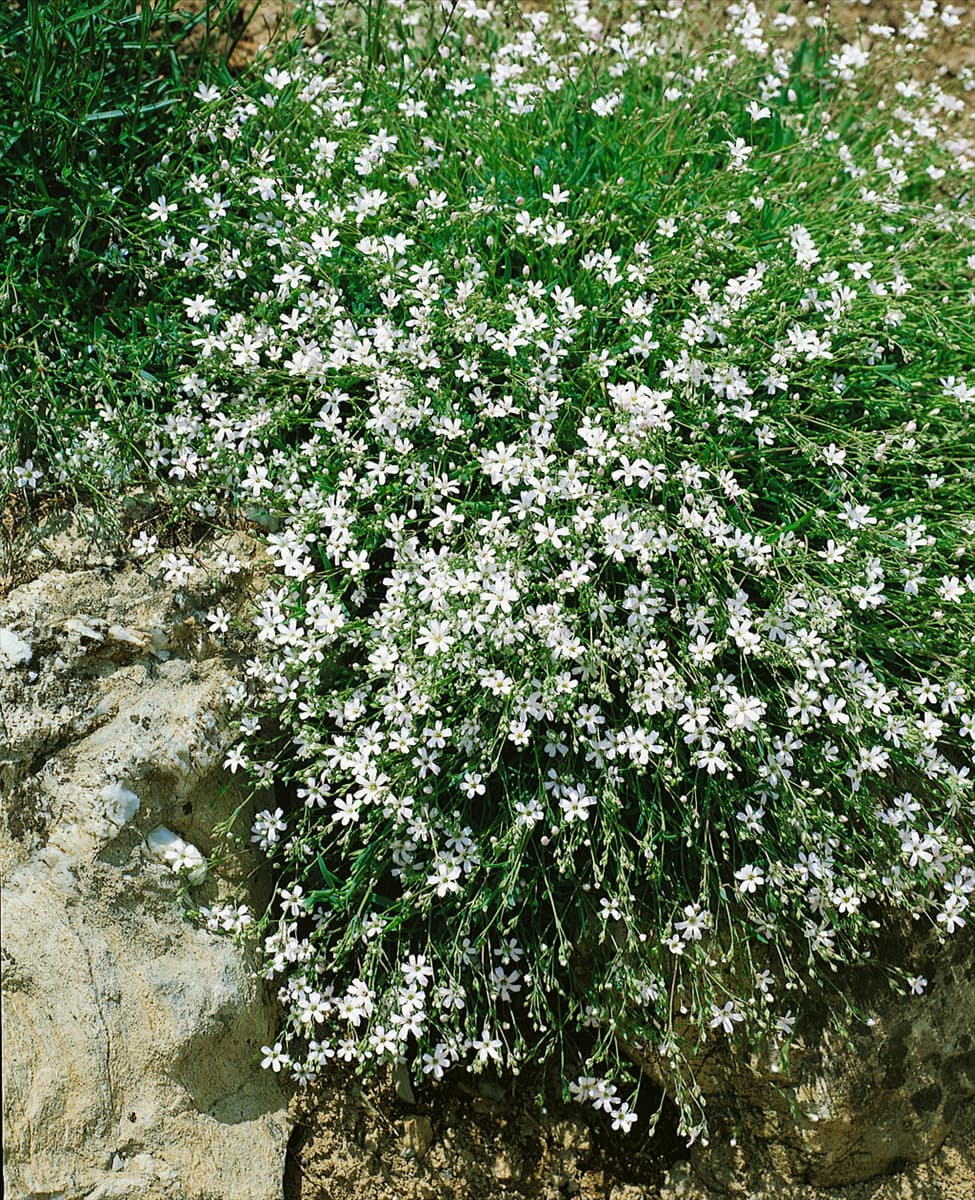 GYPSOPHILA REPENS ALBA