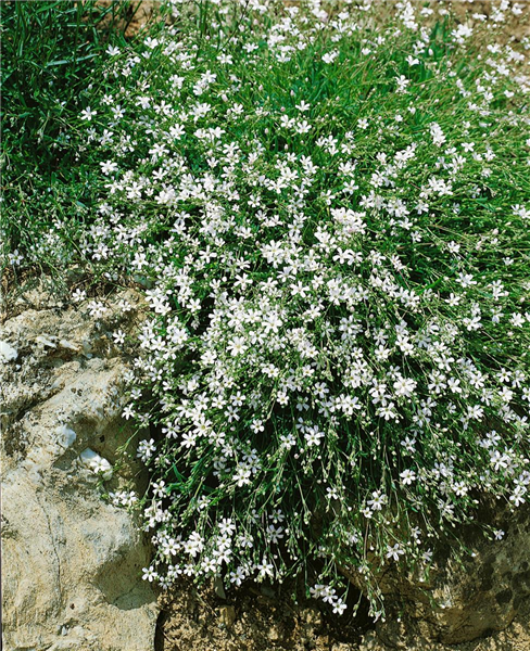 Gypsophila repens 'Alba'
