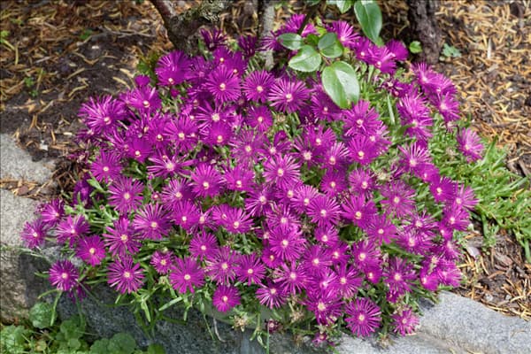 Delosperma cooperi