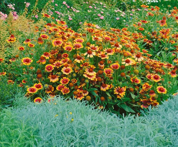 Gaillardia x grandiflora