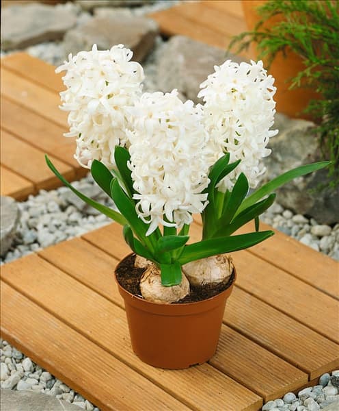 Hyacinthus White Pearl